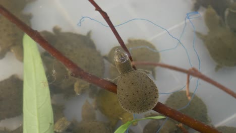 Live-baby-soft-shell-turtle-breathing-in-water-tank-in-the-shade-at-Asian-Thailand-fish-market-for-sale