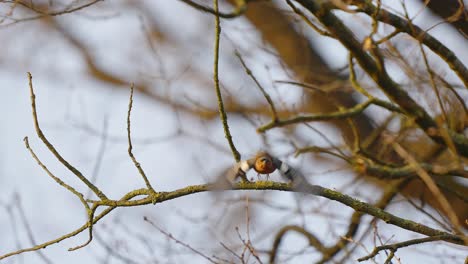 lonely hawfinch bird on tree on cold morning, flying between branches, slow motion