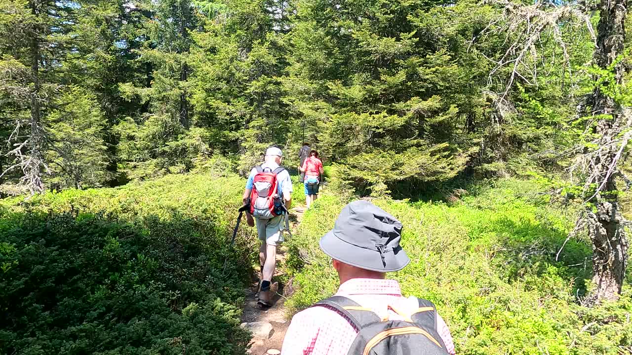 grupo de personas mayores caminando a través de la bomba verde de una de las montañas del tirol del sur en un día soleado mientras disfrutan de sus vacaciones