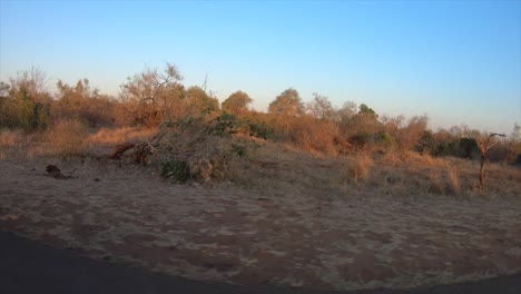 driving passed bushveld landscape in the kruger national park early morning. south africa. moving camera