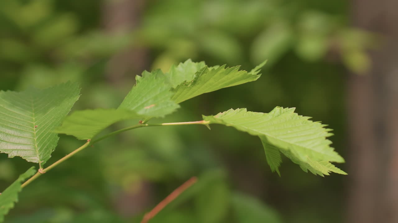 Fresh Green Leaves Closeup On Branch, Gentle Breeze Motion, Dappled Sunlight And Soft Bokeh Background, Tranquil Woodland Atmosphere With Vivid Verdant Texture And Subtle Stem Veins