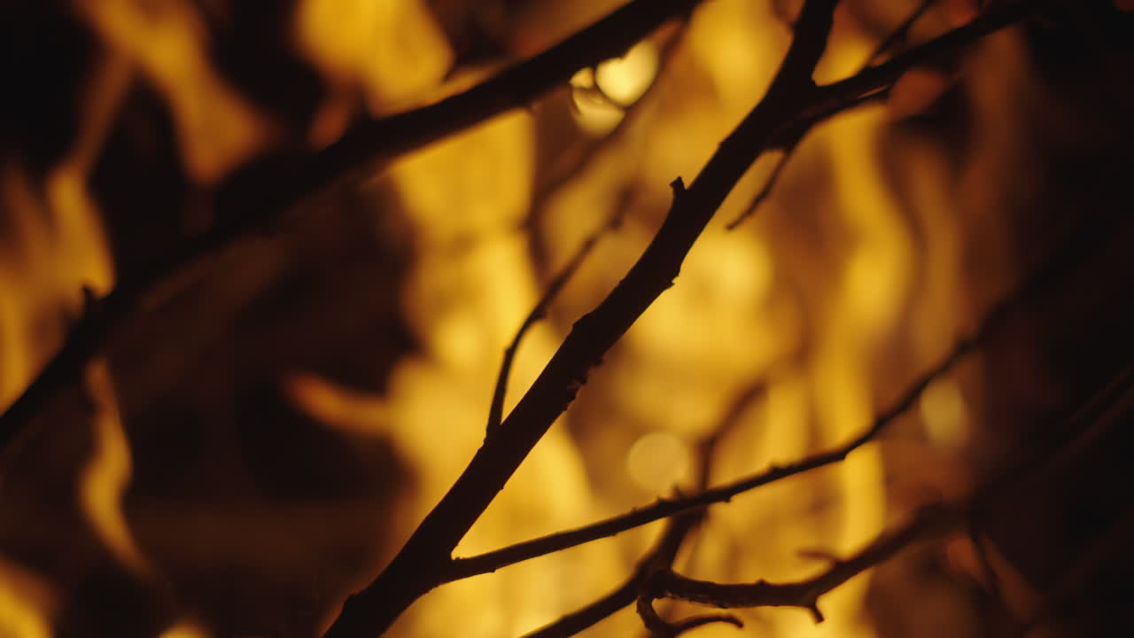 Campfire Flames and Branches