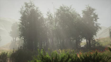 sunbeams entering coniferous stand on a misty summer morning