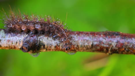 Oruga-Phragmatobia-Fuliginosa-También-Tigre-Rubí.-Una-Oruga-Se-Arrastra-A-Lo-Largo-De-La-Rama-De-Un-árbol-Sobre-Un-Fondo-Verde.