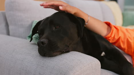 relax, sofa and woman pet dog for love