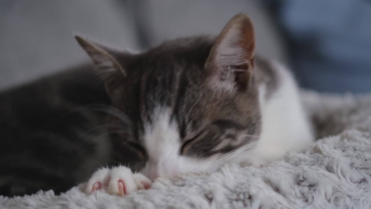 young adult cat comforted by suckling on his bedding in his home
