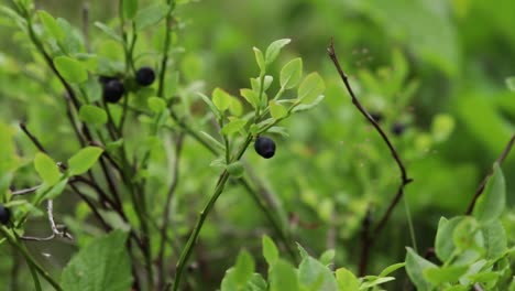 Nahaufnahme-Eines-Kleinen-Busches-Mit-Blaubeeren,-Die-Sanft-Im-Wind-In-Einem-Schwedischen-Wald-Wehen