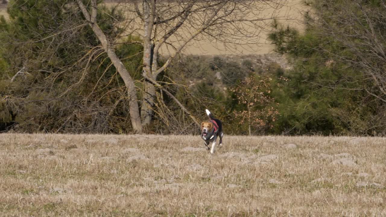 perro beagle joven corre en los campos en un día soleado