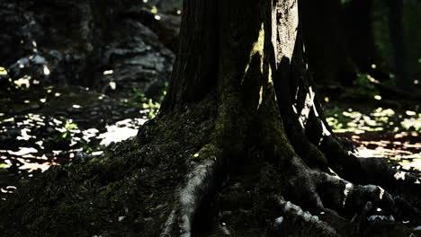 root-covered-with-moss-in-a-dark-forest