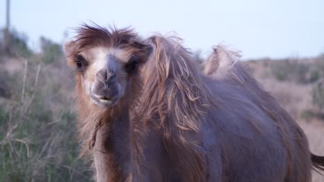 young bactrian camel