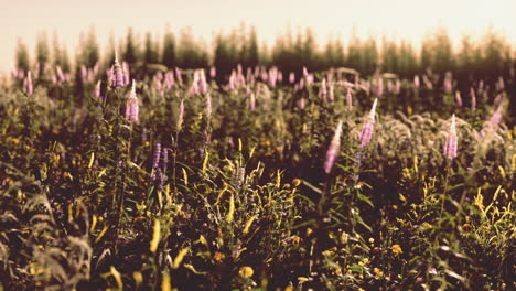 Wildwiese-Mit-Blühenden-Wildblumen-Im-Sanften-Frühen-Morgen--Oder-Sonnenuntergangssonnenlicht