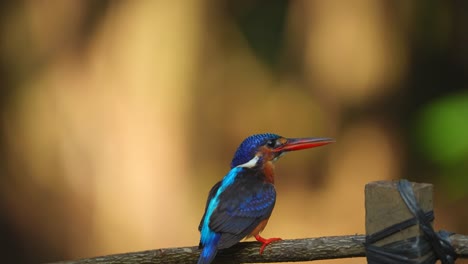 Ein-Süßer-Kleiner-Vogel-Namens-Blauohr-Eisvogel-Hat-Den-Fisch-Gefangen,-Den-Er-Im-Visier-Hatte