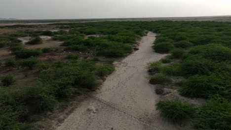 Antena-De-área-Verde-Aislada-De-Nagarparkar-En-Pakistán-Y-Animales-Salvajes