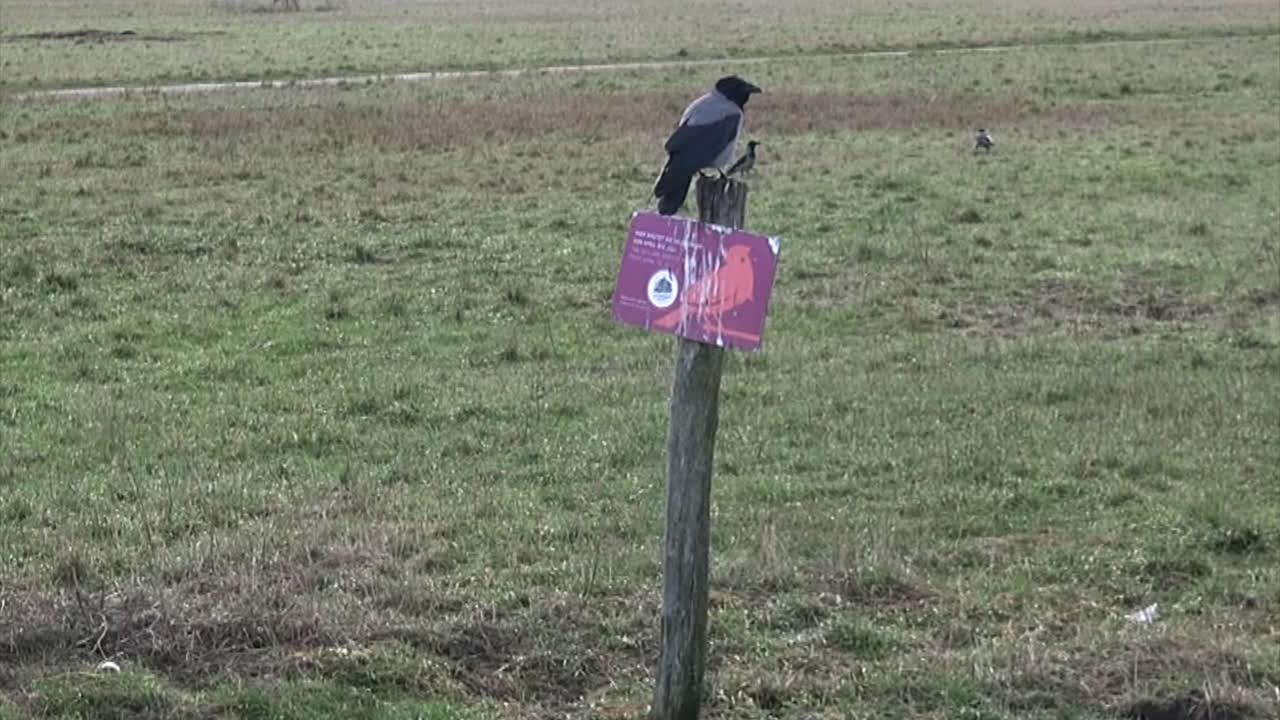 Corvo nero e grigio vola da un posto all'altro all'aeroporto di Tempelhof a Berlino Neukölln, Germania. 6 secondi HD 30 fps. Dicembre uccello natura