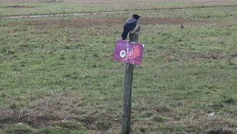 Schwarze-Und-Graue-Krähe-Fliegt-Von-Einem-Ort-Zum-Anderen-Am-Flughafen-Tempelhof-In-Berlin-Neukölln-Deutschland-6-Bsecs-HD-30-FPS-Dezember-Vogelnatur