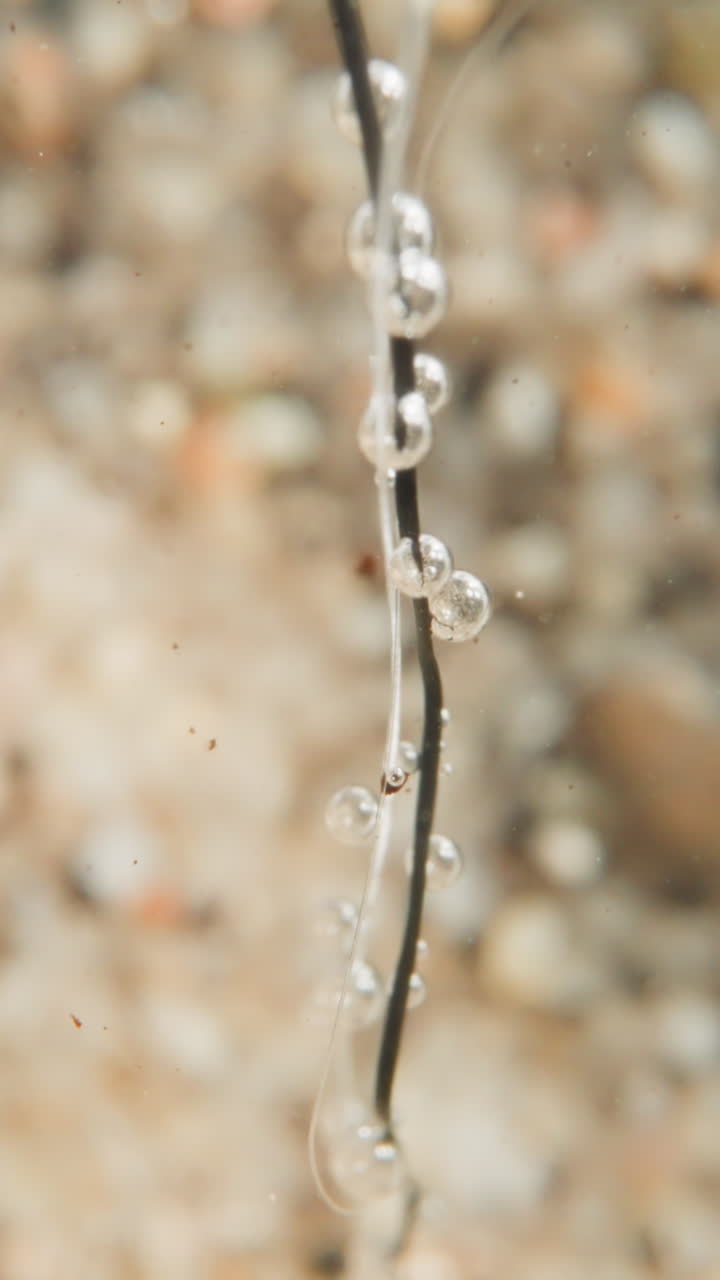 Oxygen bubbles hang on branch and thin stalks of underwater plant against blurred seabed. Picturesque sealand world with special microclimate. Beauty of wild nature