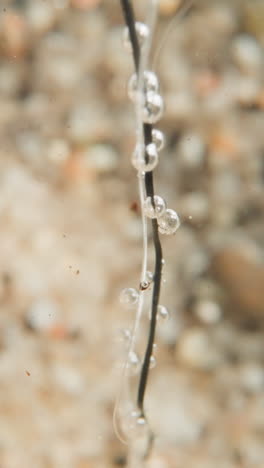 oxygen bubbles hang on branch and thin stalks of underwater plant against blurred seabed. picturesque sealand world with special microclimate. beauty of wild nature