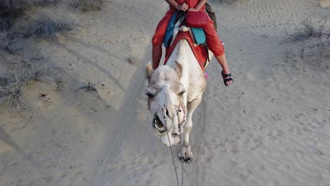 tourist riding on camel in thar desert outside, jaisalmer, rajasthan, india