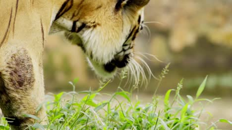 vista de cerca del tigre de sumatra alimentando la hierba de primavera en el parque zoológico