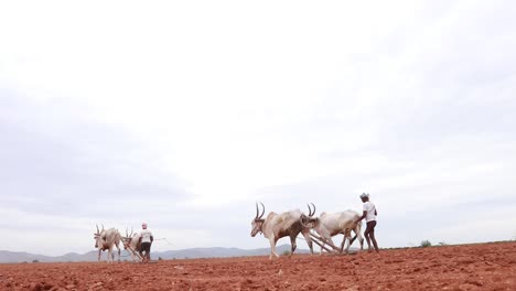farmers plowing field with oxen