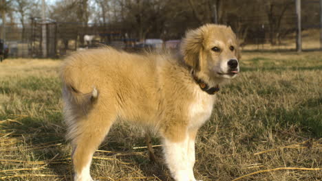 profile full shot of adorable little puppy dog golden coat approaching camera