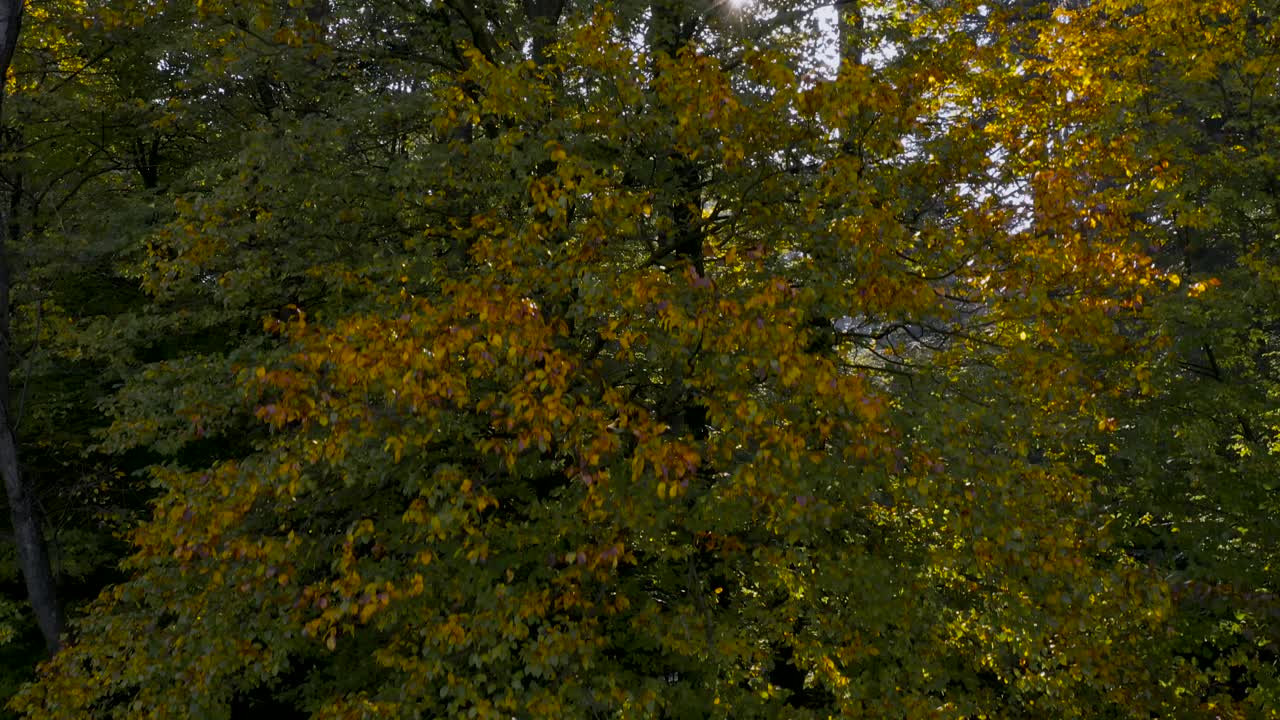 toma aérea ascendente de majestuosos árboles amarillos y verdes con bengalas solares a través del follaje y las ramas