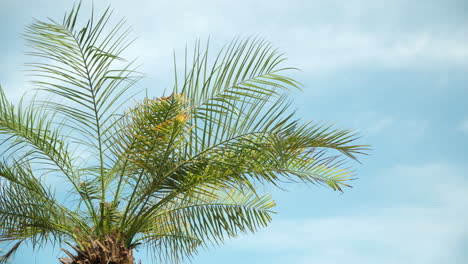 el follaje de los cocoteros se balancea con un viento suave durante el día