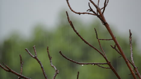 raindrops on the branches
