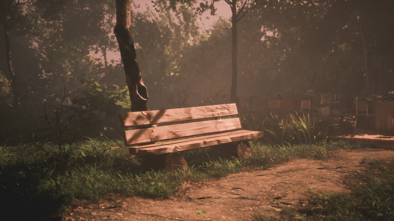 Bangku kayu yang tenang di tanah lapang hutan yang damai saat golden hour