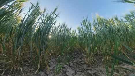 Pan-Inclinado-De-Gran-Angular-Extremo-De-Cultivos-De-Cereales-En-El-Campo-De-Suelo-Seco