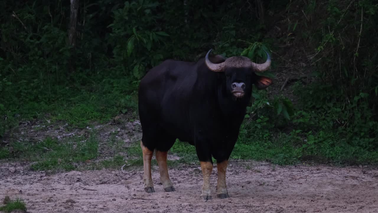 goteando saliva de la boca de un bisonte indio bos gaurus mientras está sacudiendo su cola y orejas