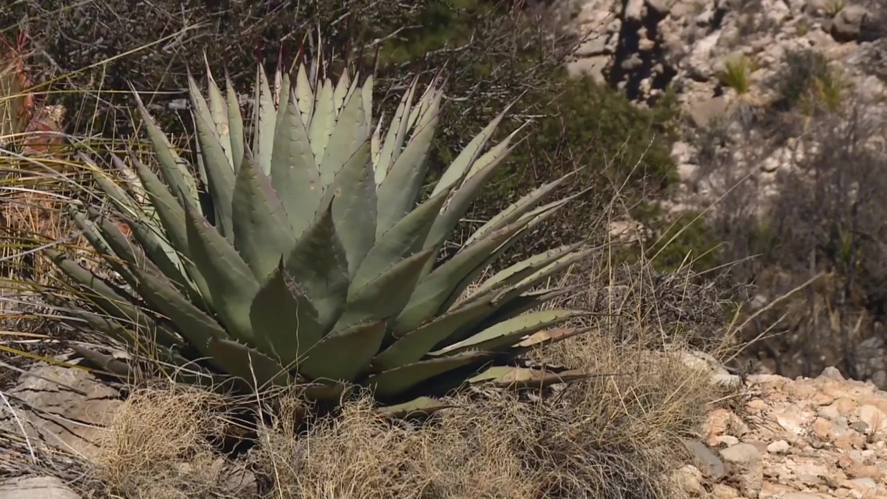 Nærbillede af Agave Palmeri Century Plant i Guadalupe Mountains National Park, Texas.