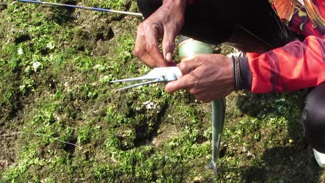 angler successfully catches barracuda fish on a sunny day, close up. yellowtail barracuda (sphyraena flavicauda).