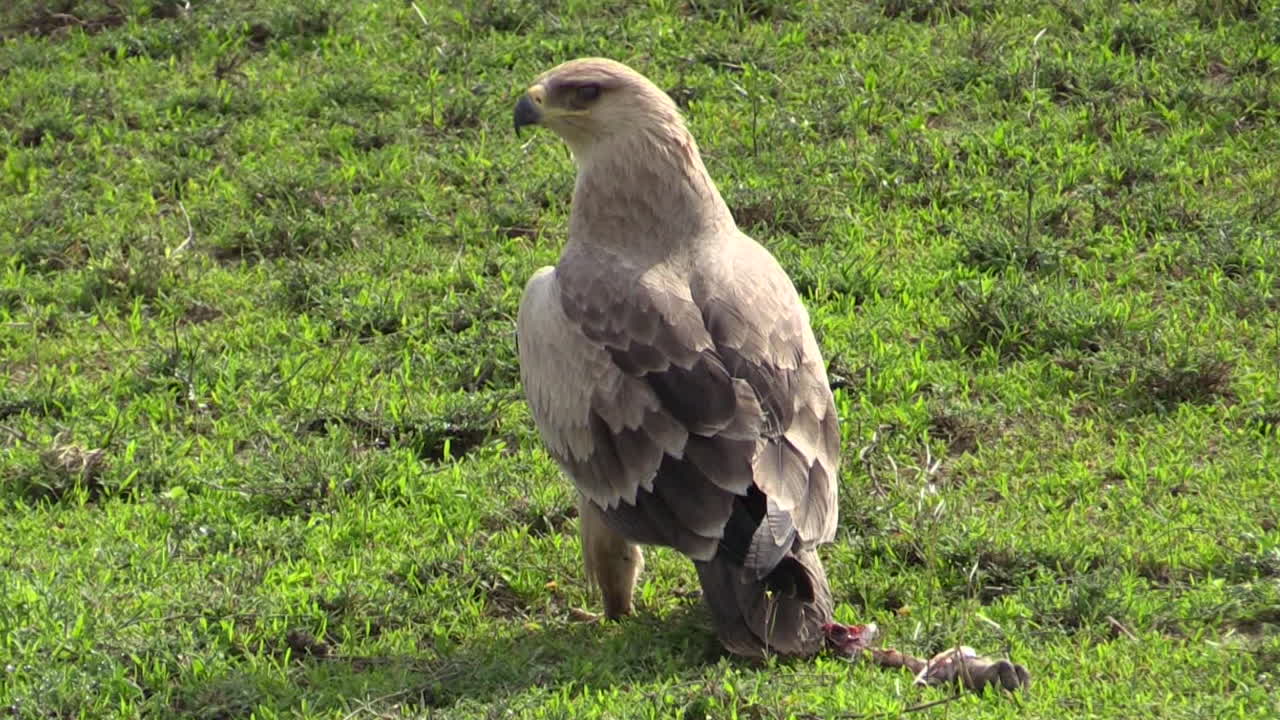 степный орел на земле среди зеленой травы