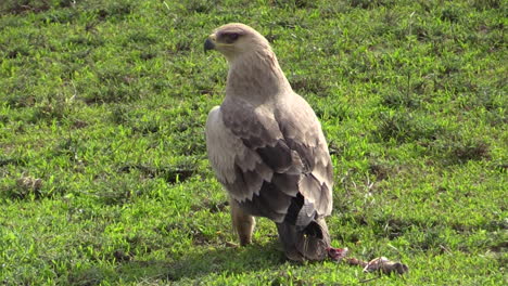 Steppenadler-Auf-Dem-Boden-Inmitten-Von-Grünem-Gras