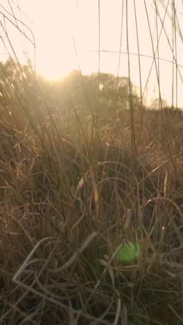 golden hour meadow