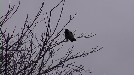 tracking a crow in a tree flying to the right in tempel hof airport berlin neukoelln germany hd 30 fps