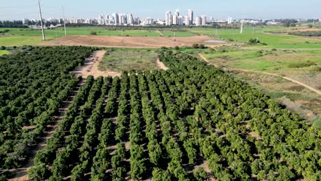 4k 드론 비디오 - rehovot 이스라엘 도시의 동쪽 외곽에 있는 rechovot 오래된 역사적인 오렌지 과일 과수원과 광활한 농업 열린 들판의 마지막 유적
