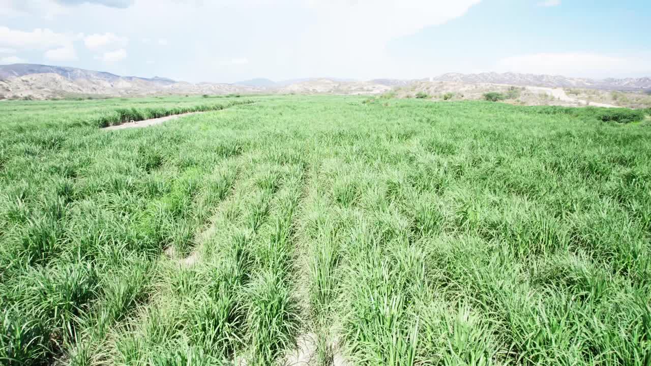 Drone faz zoom in sobre plantação de cana-de-açúcar em Barahona, mostrando fileiras agrícolas e terra fértil sob luz forte do dia