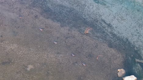 aerial view of clear shallow shoreline with scattered fish visible beneath the surface