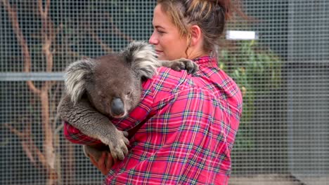 a volunteer animal worker holds a large koala