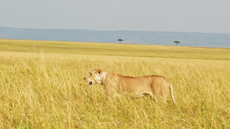 slow motion of lion walking, lioness prowling and hunting in long tall grass, africa animals on wildlife safari in masai mara in maasai mara, kenya, steadicam tracking gimbal following shot