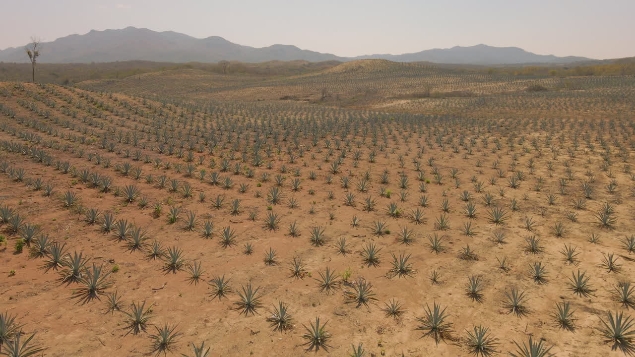 un campo de agave en oaxaca para mezcal, méxico