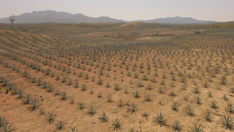 Un-Campo-De-Agave-En-Oaxaca-Para-Mezcal,-México