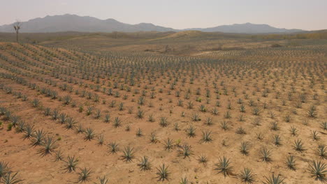 an agave field in oaxaca for mezcal, mexico