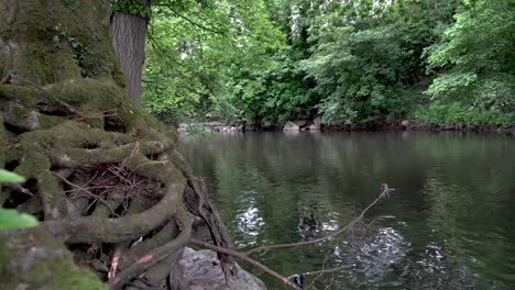 empuje lento río abajo que fluye lejos de la lente con raíces de árboles anudadas en un banco rocoso en primer plano