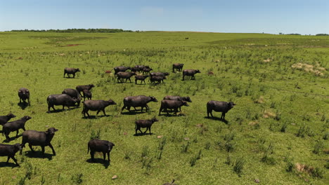 drone aéreo panorámica derecha de la manada de búfalos, búfalos en un campo verde.