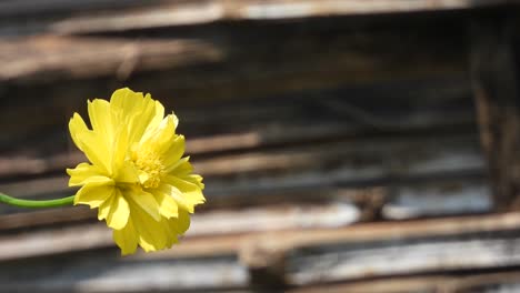 Yellow-flower---gold---green-