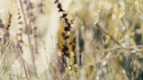 Banded-garden-spiders-and-webs-covered-in-morning-dew-in-a-grassy-field-during-sunrise,-medium-shot-with-focus-rack