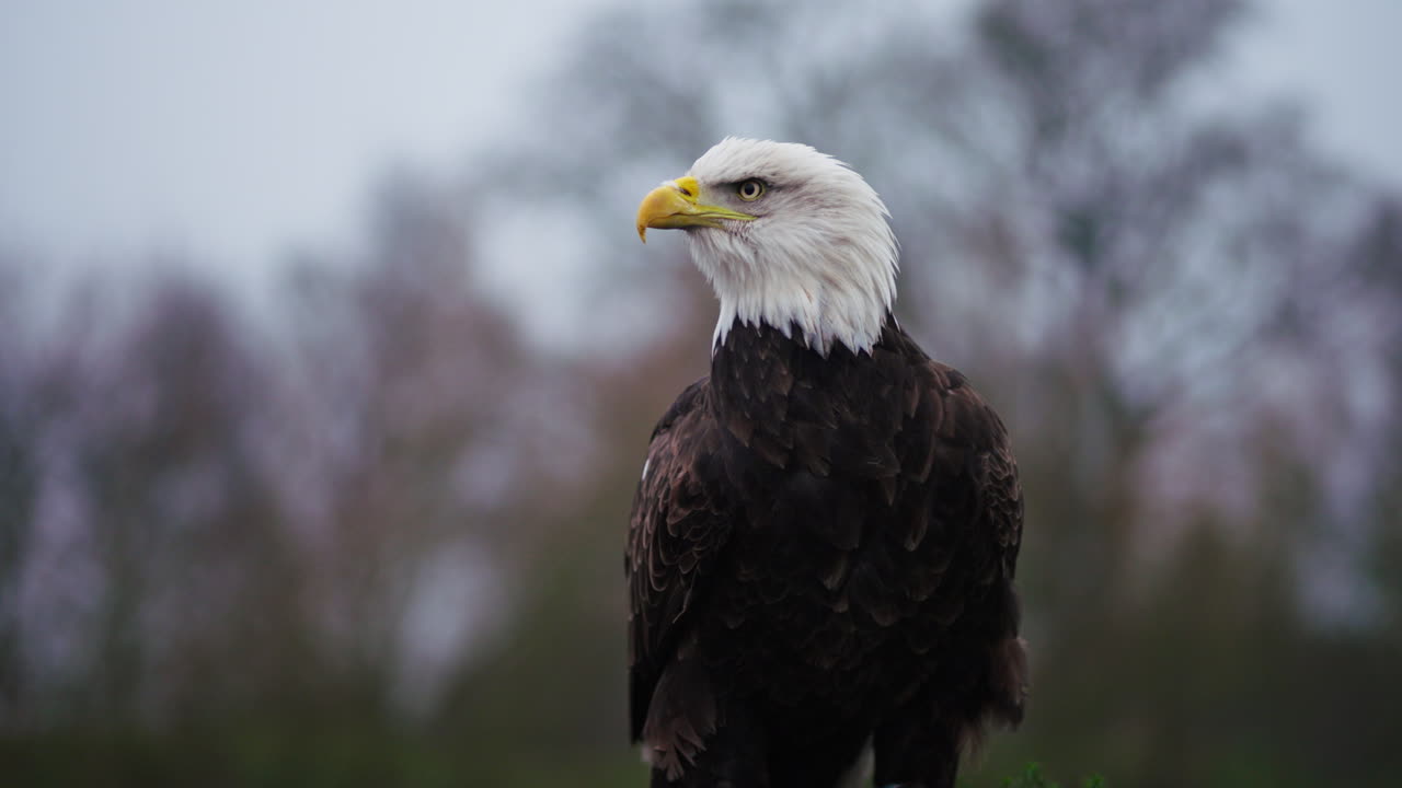 Bald Eagle Portrait
